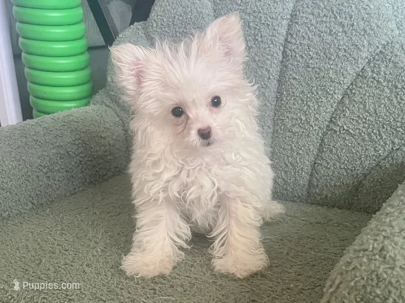 Mya – Pomeranian, Poodle - Toy  puppy for sale in Miami, FL