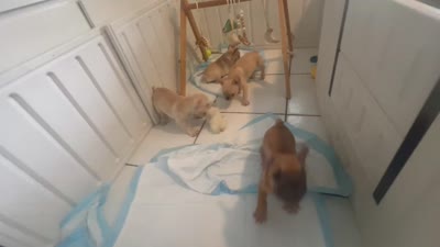 Lilly , a female French Bulldog for sale in Miami, FL – 2 of 2