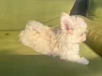 Blossom, a female Pomapoo and Poodle - Toy  for sale in Miami, FL – 6 of 9