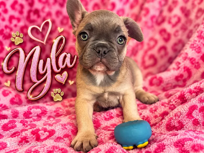 Nyla – French Bulldog puppy for sale in Miami, FL
