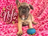 Nyla, a female French Bulldog for sale in Miami, FL – 2 of 3
