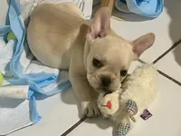 Kai, a male French Bulldog for sale in Miami, FL – 3 of 4