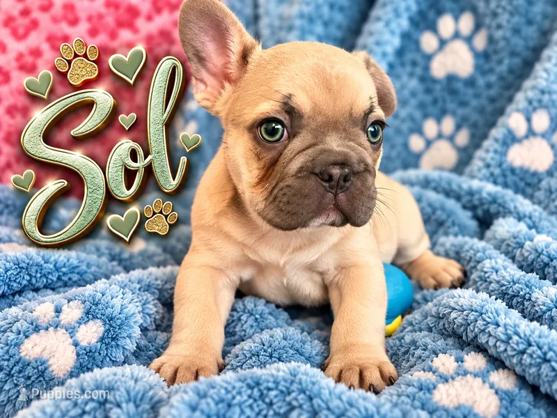 Sol – French Bulldog puppy for sale in Miami, FL