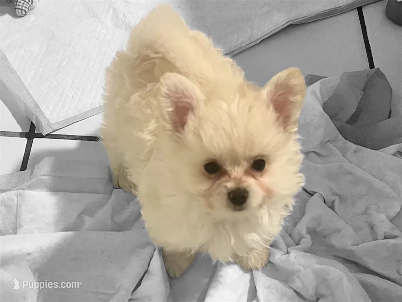 Mya – Pomapoo, Poodle - Toy  puppy for sale in Miami, FL