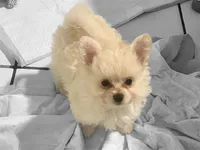 Mya, a female Pomapoo and Poodle - Toy  for sale in Miami, FL – 1 of 3
