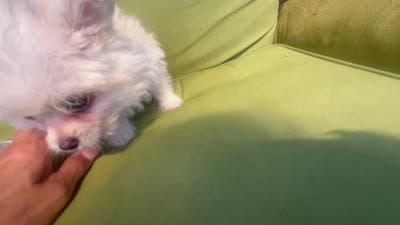 Blossom, a female Pomapoo and Poodle - Toy  for sale in Miami, FL – 8 of 9