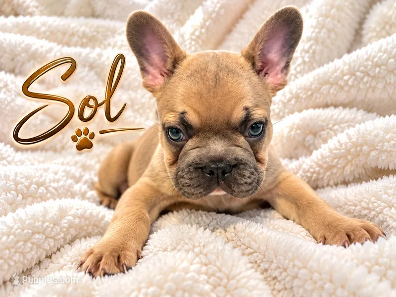 Sol – French Bulldog puppy for sale in Miami, FL