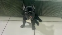 Lulu, a female French Bulldog for sale in Miami, FL – 2 of 3