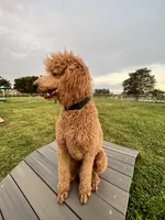 Indie , a female Poodle - Standard  for sale in Miami, FL – 3 of 3