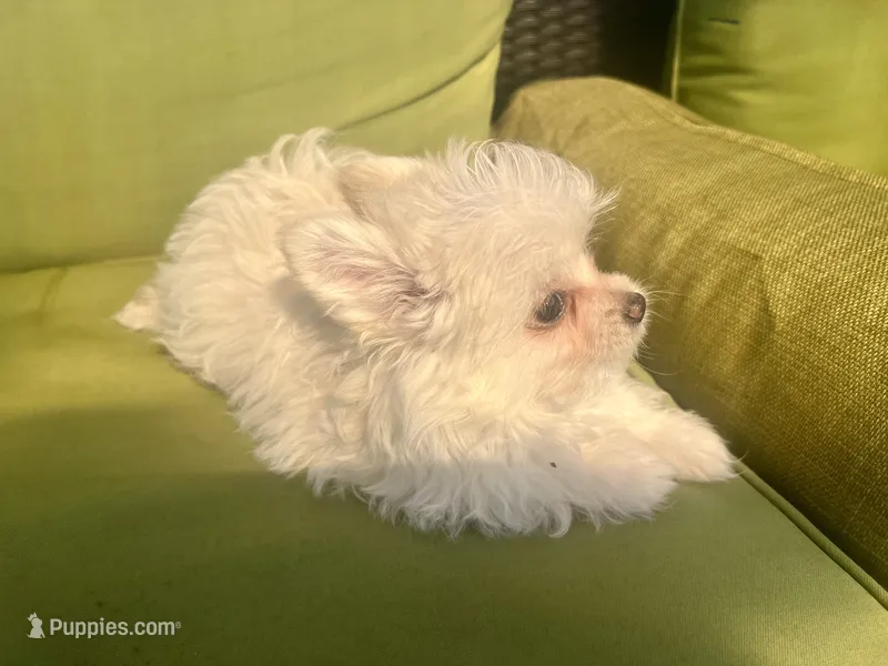 Mya – Pomapoo, Poodle - Toy  puppy for sale in Miami, FL