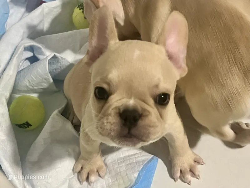 Storm  – French Bulldog puppy for sale in Miami, FL