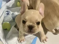 Storm , a female French Bulldog for sale in Miami, FL – 1 of 4