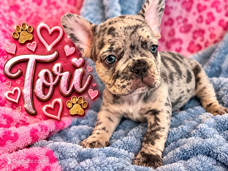 Tori – French Bulldog puppy for sale in Miami, FL