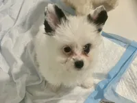 Pandora , a female Pomapoo for sale in Miami, FL – 2 of 3