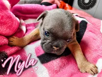 Nyla, a female French Bulldog for sale in Miami, FL – 1 of 1