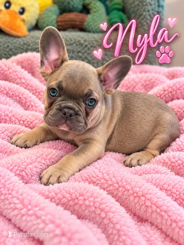 Nyla – French Bulldog puppy for sale in Miami, FL