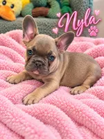 Nyla, a female French Bulldog for sale in Miami, FL – 1 of 3