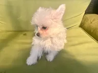 Blossom, a female Pomapoo and Poodle - Toy  for sale in Miami, FL – 4 of 9