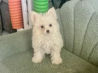 Mya, a female Pomeranian and Poodle - Toy  for sale in Miami, FL – 2 of 2