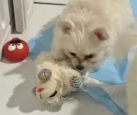 Mya, a female Pomapoo and Poodle - Toy  for sale in Miami, FL – 3 of 3