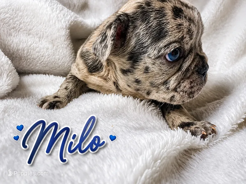 Milo – French Bulldog puppy for sale in Miami, FL