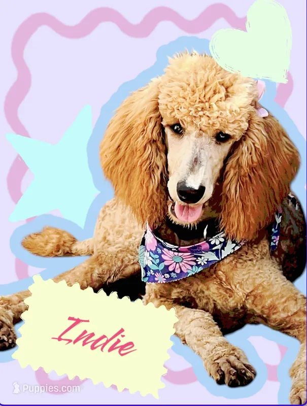 Indie  – Poodle - Standard  puppy for sale in Miami, FL