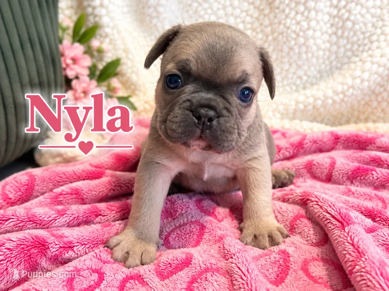 Nyla – French Bulldog puppy for sale in Miami, FL