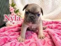 Nyla, a female French Bulldog for sale in Miami, FL – 3 of 3