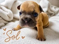 Sol, a male French Bulldog for sale in Miami, FL – 1 of 1
