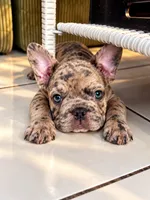 Tori Big Rope Isabella Merle, a female French Bulldog for sale in Miami, FL – 1 of 3