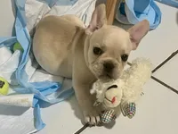 Kai, a male French Bulldog for sale in Miami, FL – 2 of 4