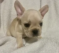 Storm , a female French Bulldog for sale in Miami, FL – 3 of 4