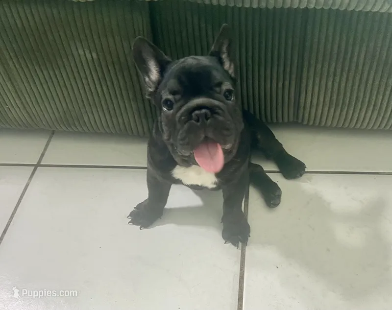 Lulu – French Bulldog puppy for sale in Miami, FL