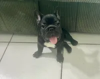 Lulu, a female French Bulldog for sale in Miami, FL – 1 of 3