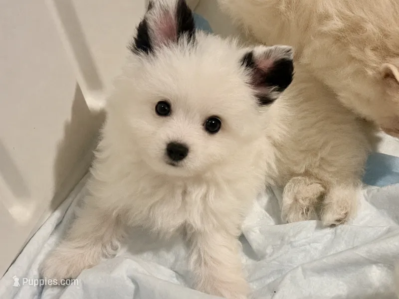 Pandora  – Pomapoo puppy for sale in Miami, FL