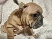 Masion, a male French Bulldog for sale in Miami, FL – 3 of 4