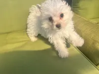 Blossom, a female Pomapoo and Poodle - Toy  for sale in Miami, FL – 7 of 9