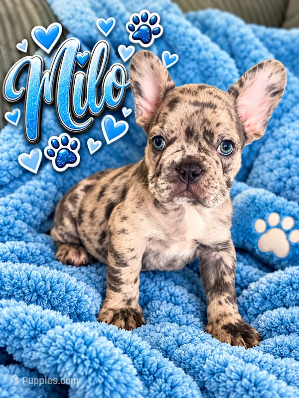 Milo – French Bulldog puppy for sale in Miami, FL