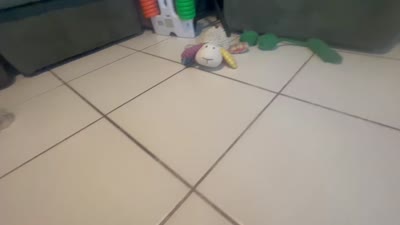 Mya, a female Pomeranian and Poodle - Toy  for sale in Miami, FL – 3 of 3