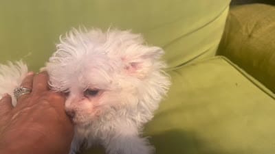 Blossom, a female Pomapoo and Poodle - Toy  for sale in Miami, FL – 9 of 9
