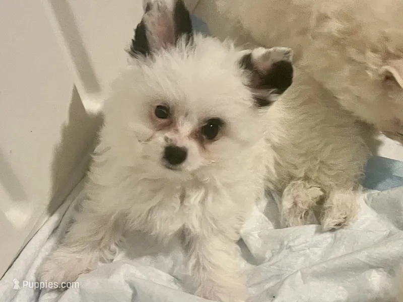 Pandora  – Pomapoo puppy for sale in Miami, FL
