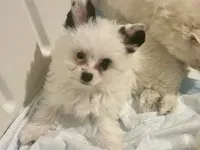 Pandora , a female Pomapoo for sale in Miami, FL – 1 of 3