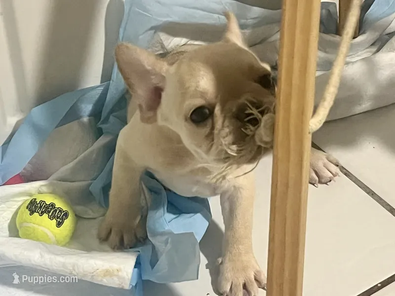 Kai – French Bulldog puppy for sale in Miami, FL