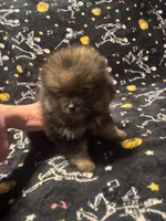 Beans, a female Pomeranian for sale in Burlington, IA – 6 of 8