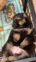 Beans, a female Pomeranian for sale in Burlington, IA – 4 of 8
