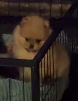 Beefy, a male Pomeranian for sale in Burlington, IA – 2 of 7