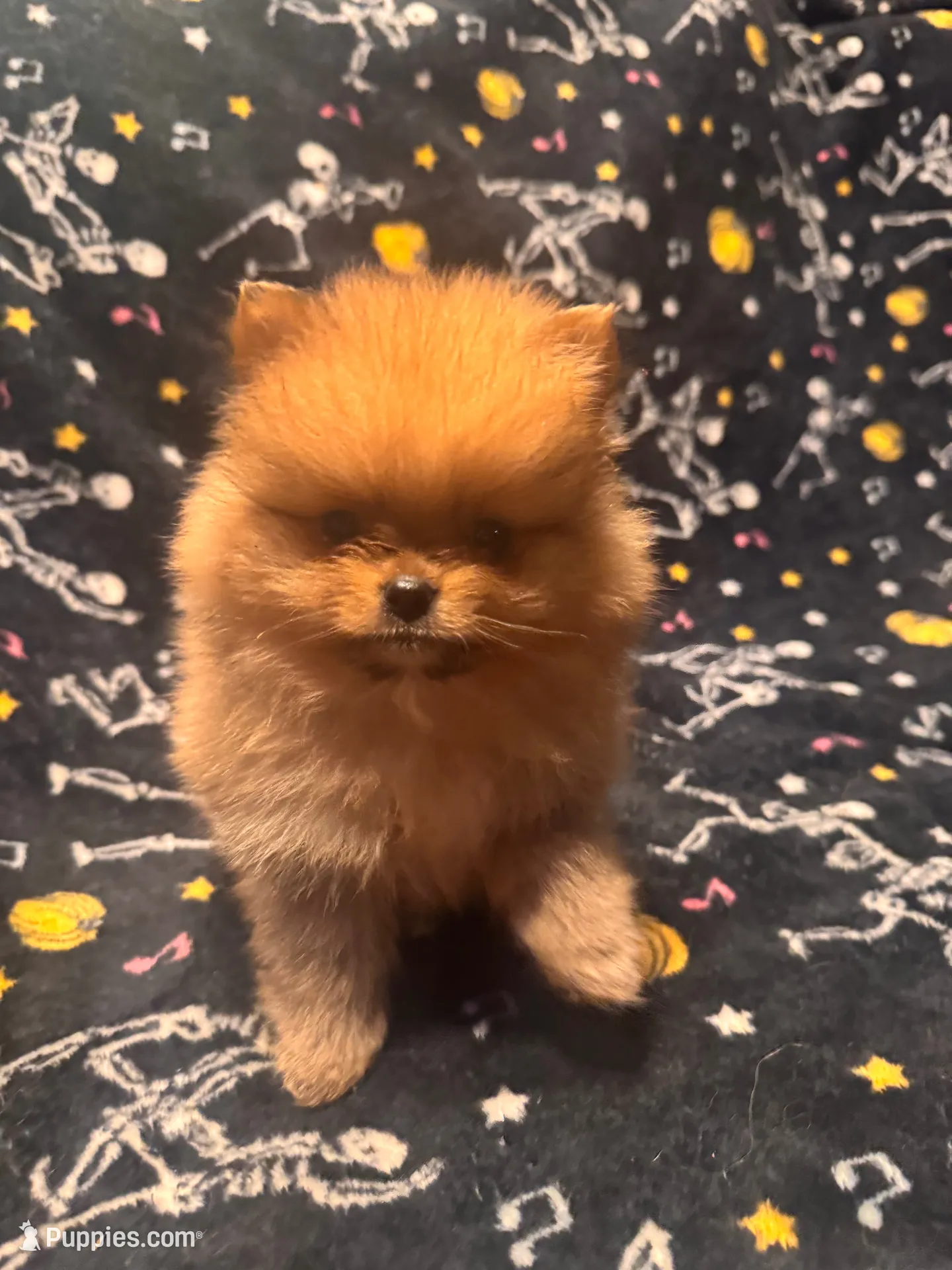 Beefy, a male Pomeranian for sale in Burlington, IA – 1 of 7