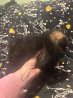 Beans, a female Pomeranian for sale in Burlington, IA – 7 of 8