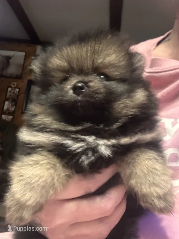 Beans – Pomeranian puppy for sale in Burlington, IA