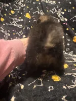 Beans, a female Pomeranian for sale in Burlington, IA – 5 of 8